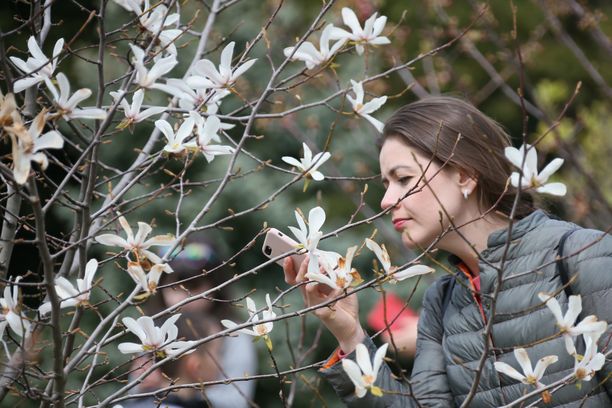 Jak pielęgnować magnolie?