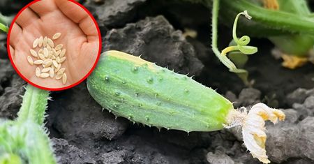 Jak głęboko siać ogórki? Pamiętaj o tej zasadzie