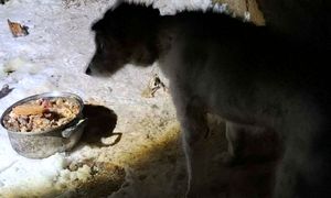 Metalowy łańcuch wrośnięty w ciało. Tak potraktowali Reksia