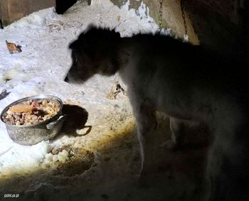 Metalowy łańcuch wrośnięty w ciało. Tak potraktowali Reksia