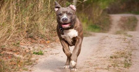 Amstaff rzucił się na 2-latkę. Dziecko trafiło do szpitala