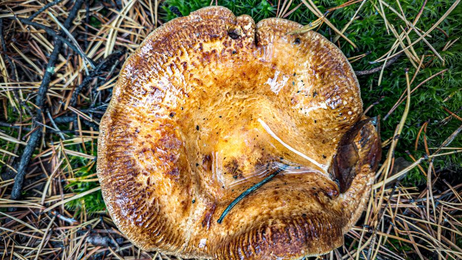 Water standing in the Paxillus involutus cap cavity
Water standing in the Paxillus involutus cap cavity (other names of the fungus include brown roll-rim, common roll-rim is a basidiomycete fungus)
PATSTOCK
kampinos, brown roll-rim, common roll-rim, kampinoski, kpn, paxillus involutus