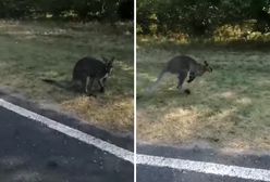 "Hurra, Luluś żyje". Trwa obława na kangura w Wielkopolsce