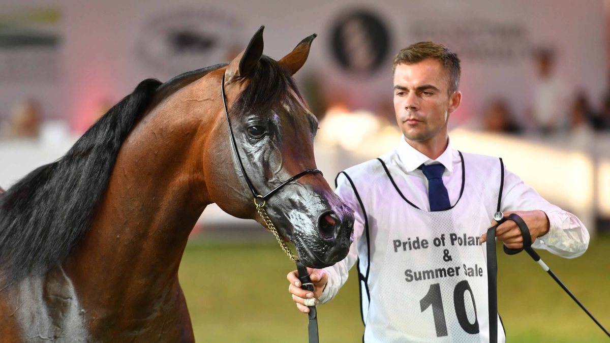 Ogier Equator sprzedany za 450 tysięcy euro 