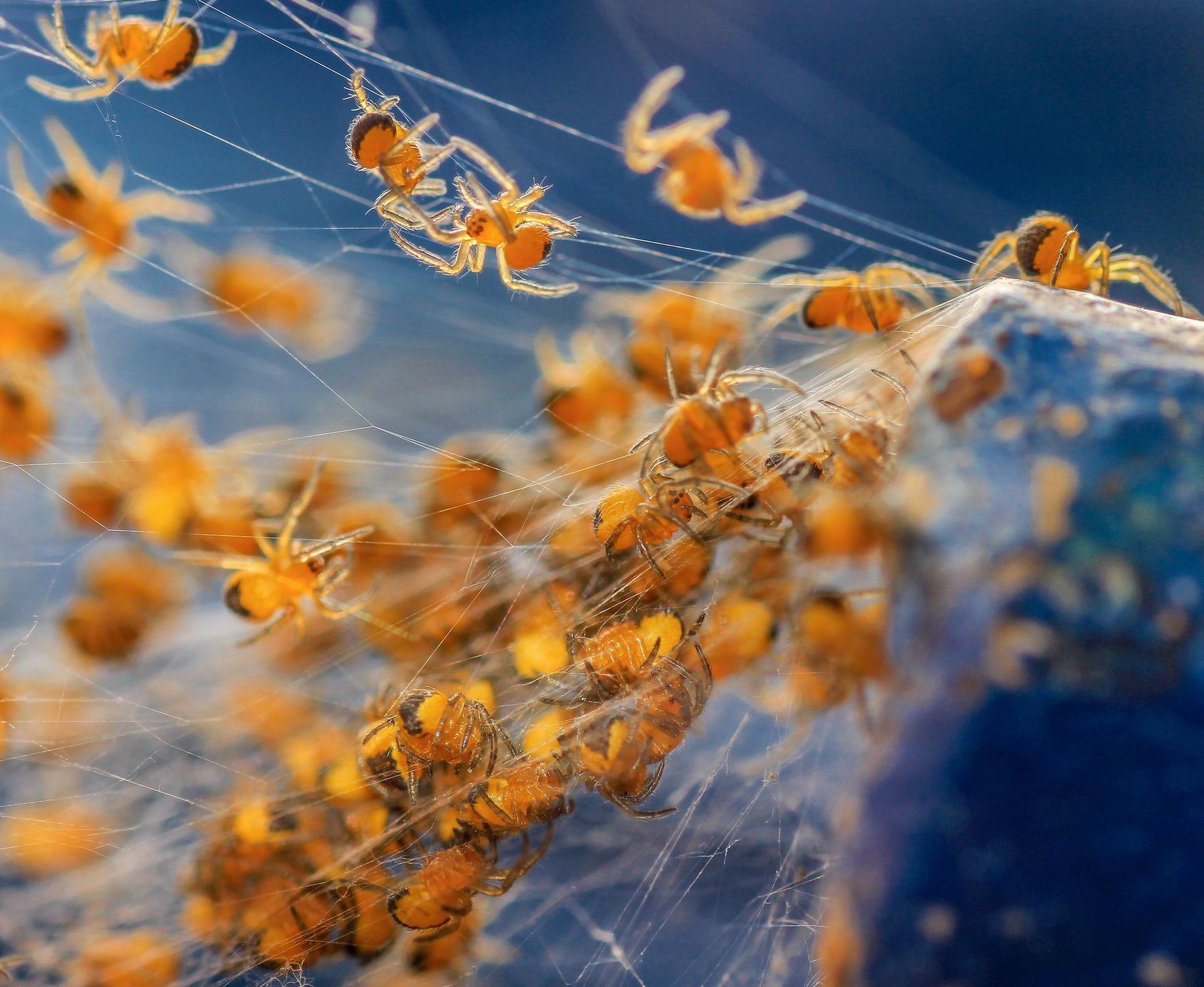 Prezentujmy Wam zwycięskie zdjęcia konkursu British Wildlife Photography Awards 2016 6