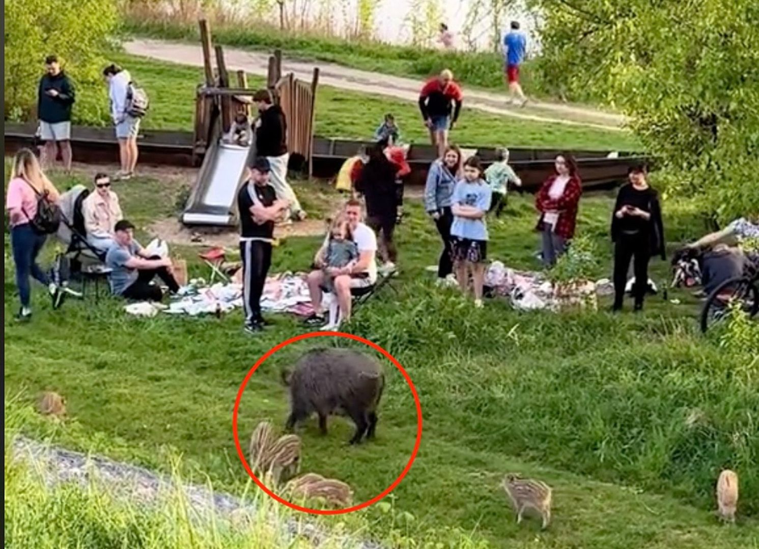 Dziki "wprosiły się" na piknik. Niewiarygodne, co zrobił ojciec dziecka