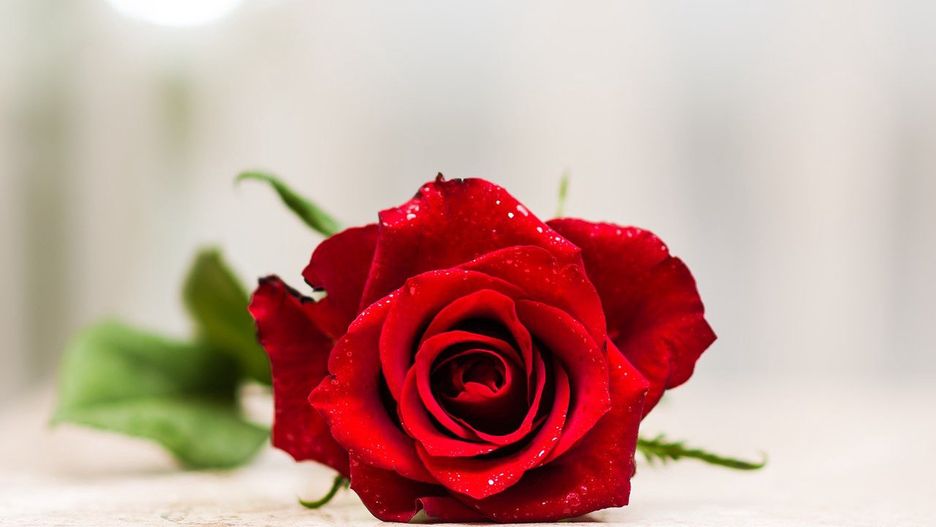 Dzień Kobiet. Życzenia na Dzień Kobiet