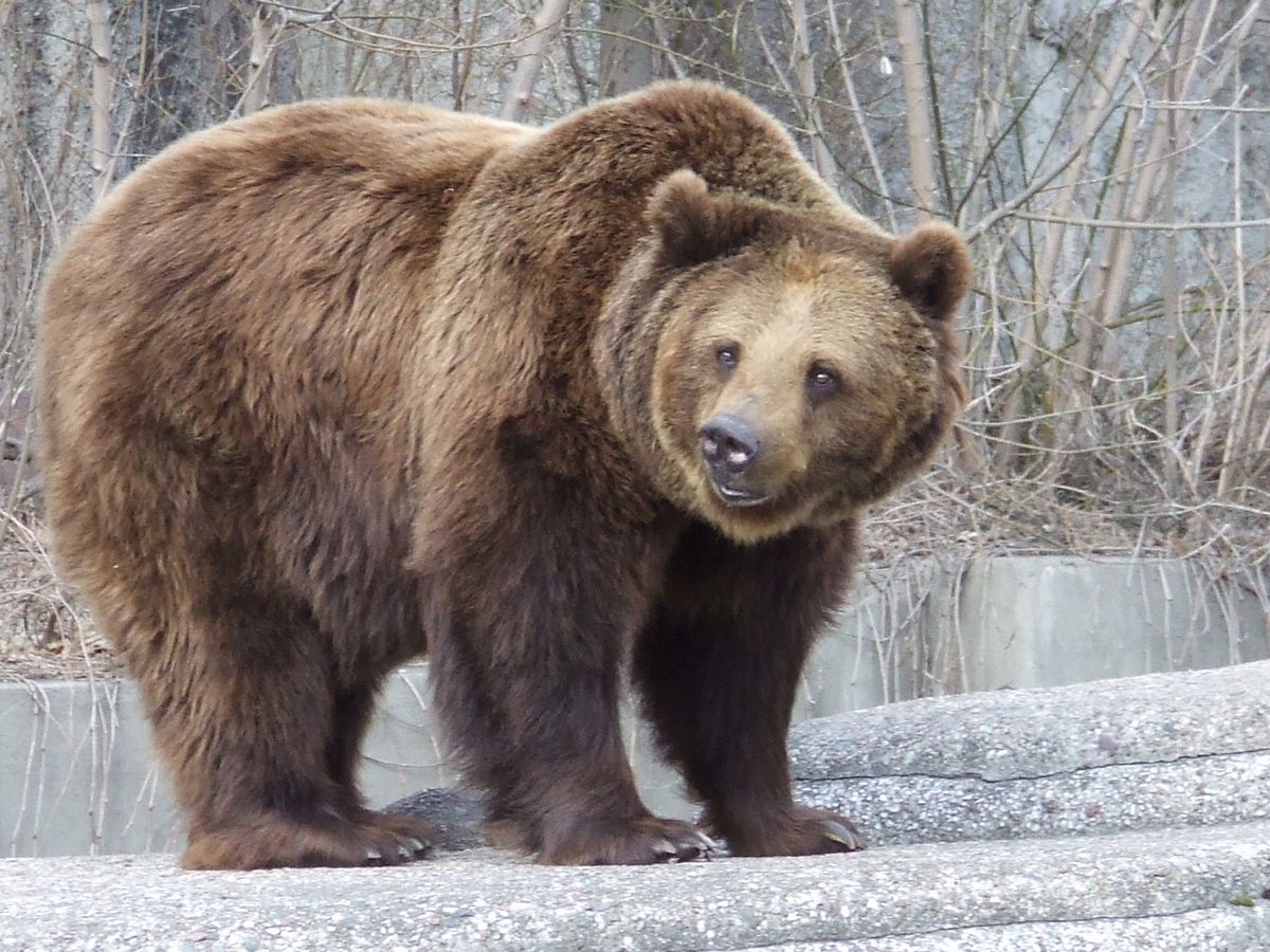 Niedźwiedź brunatny pojawił się na jednym z osiedli Nowego Sącza