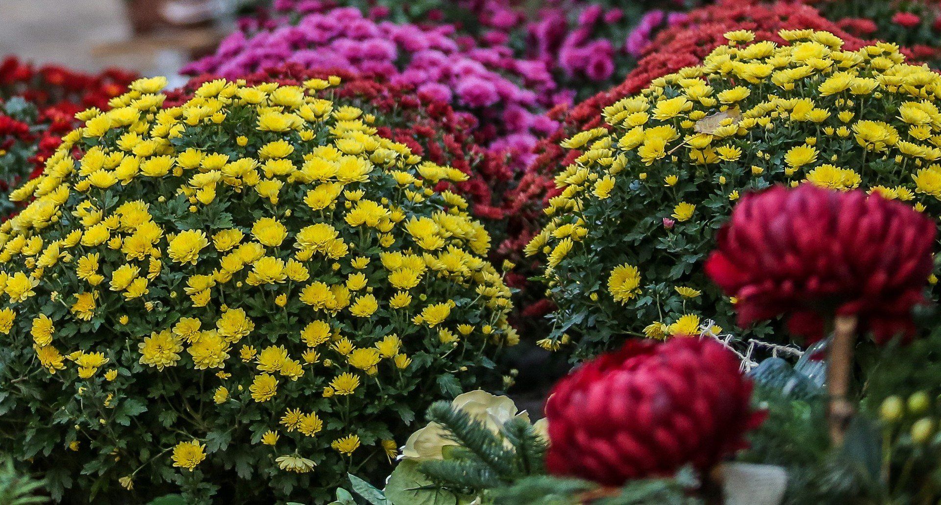 Zadbaj o podłoże dla chryzantem