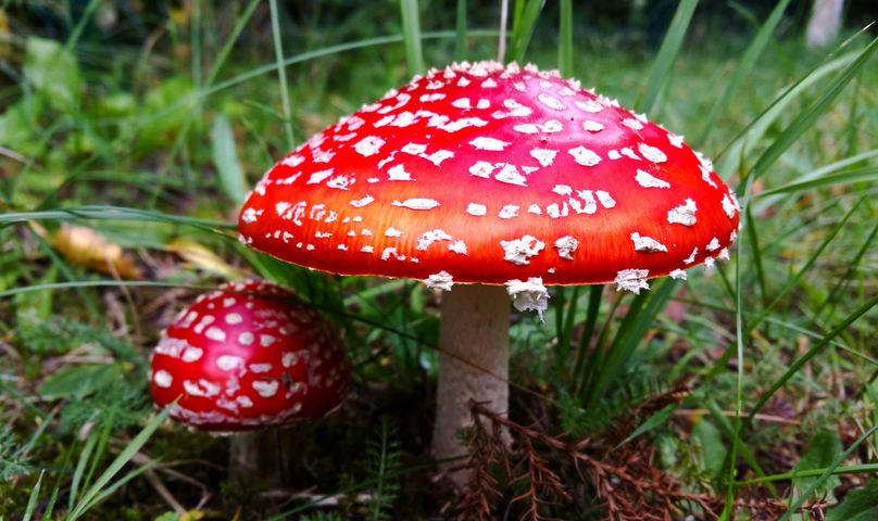 Muchomor czerwony to pospolity, niejadalny i trujący grzyb, który ze względu na charakterystyczny wygląd zna niemal każdy