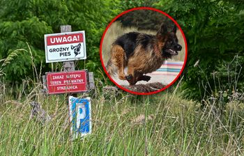 Psy zagryzły Marcina W. Właściciel wiedział, że zwierzęta mogą zabić