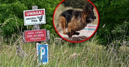 Psy zagryzły Marcina W. Właściciel wiedział, że zwierzęta mogą zabić