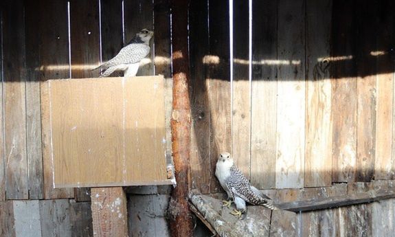 Zarzuty za złamanie przepisów o ochronie dzikich gatunków ptaków.