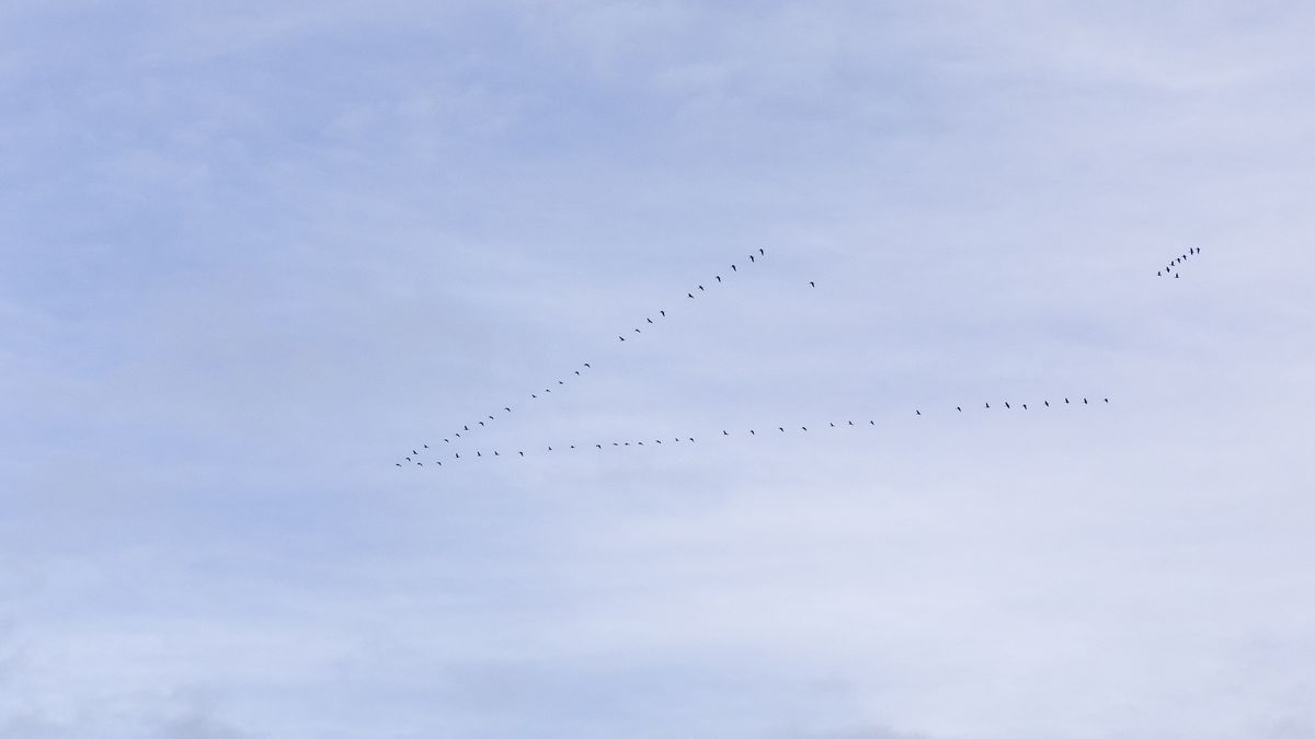 Klucz gęsi już w styczniu. To coraz częstszy widok