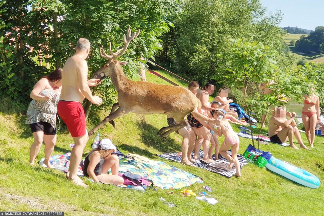 Jezioro Solińskie. Jeleń wybiegł z wody. Plażowicze byli zaskoczeni