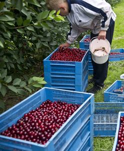 Są królami sadów. Zarabiają pensję minimalną w dwa tygodnie