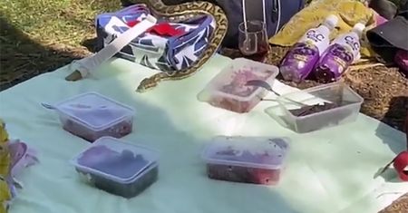 Niespodziewany gość na pikniku. "Pięć minut temu siedział tutaj tatuś"