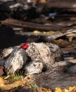 Tragiczny pożar w Poznaniu. "Karince płomienie odcięły drogę"