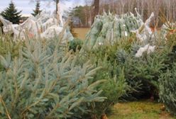 Warszawa. Wściekły sprzedawca choinek na Wilanowie. Podpalił samochód konkurencji