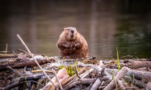 Niepozorni bohaterowie. Bobry walczą z suszą i ogniem