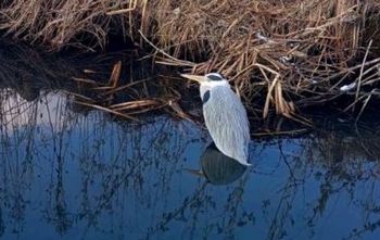 Rzadki widok w Warszawie. "Był osowiały i osłabiony"