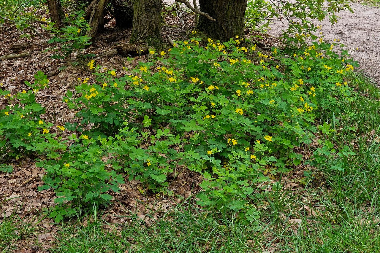 Rediscovering the lost healing powers of greater Celandine