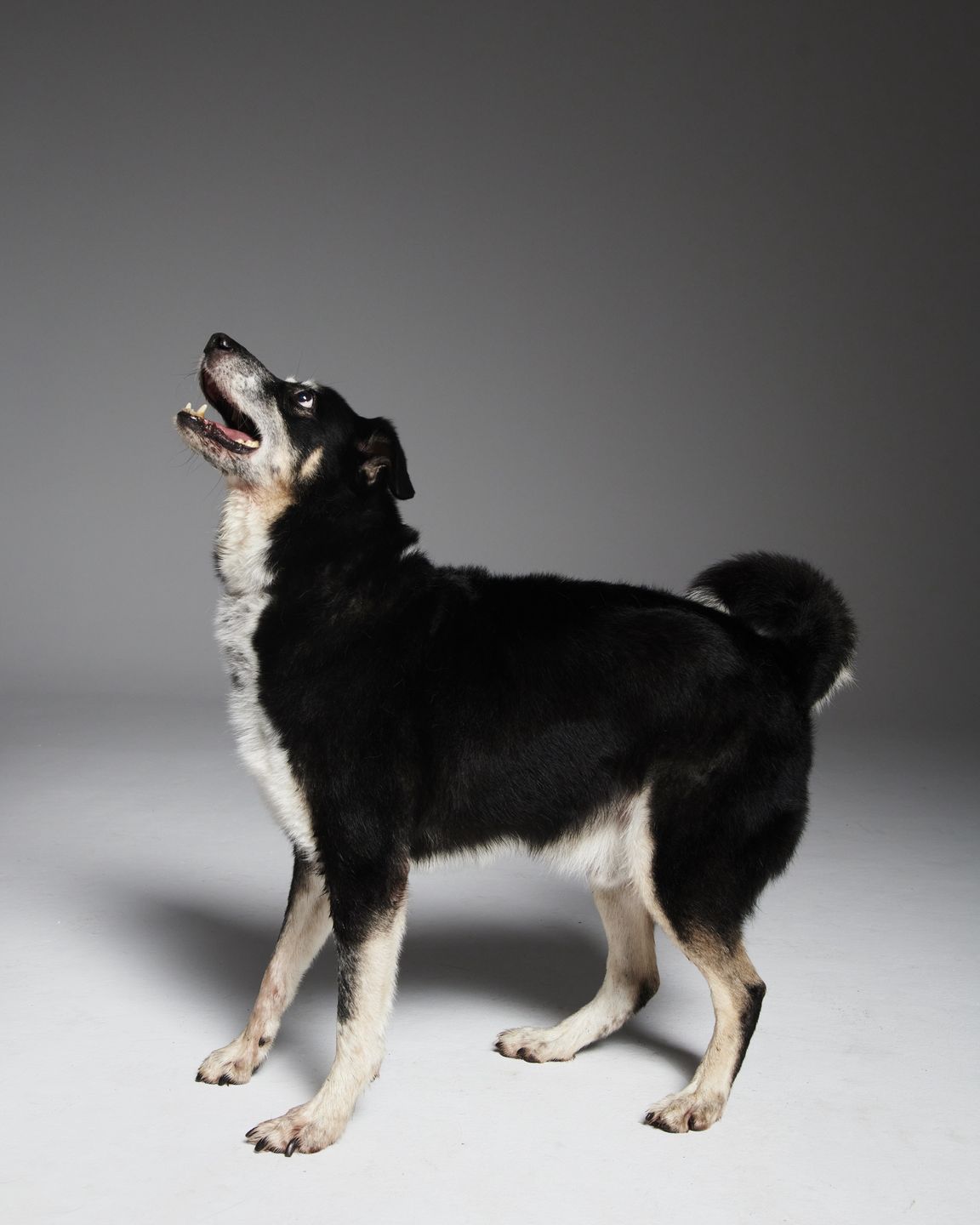 #AdoptujŚwiadomie: Pudelek szuka domu dla przyjaznego Kaziutka