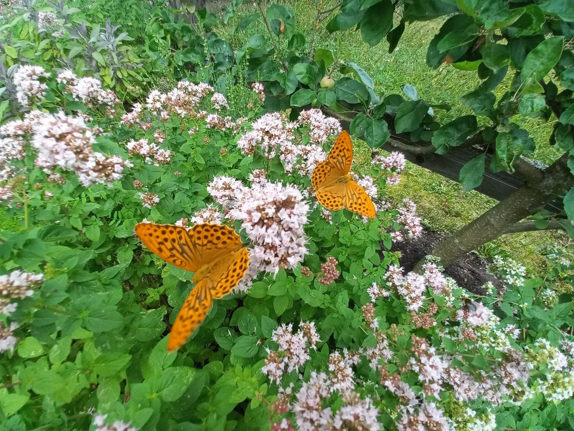 motyl