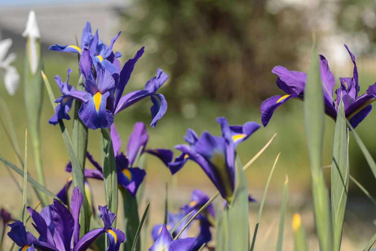 Unveiling floral symbolism: the power of irises in your garden and flowers to avoid gifting