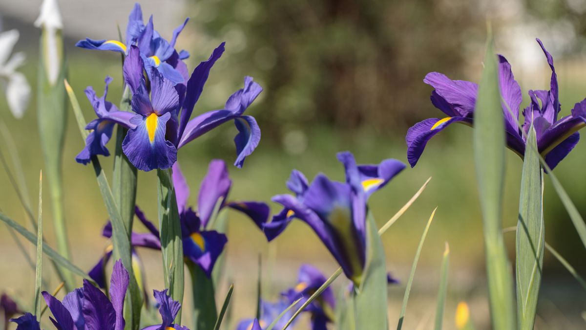 Niewiele osób zdaje sobie sprawę z symboliki poszczególnych kwiatów