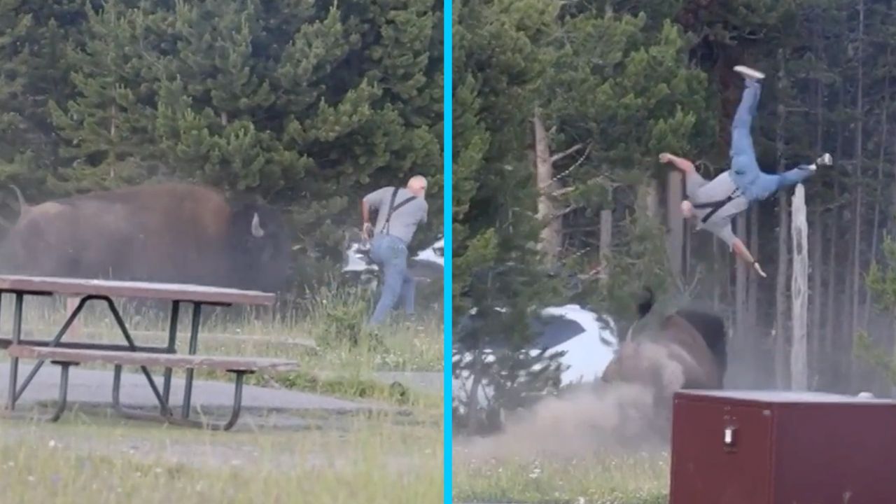 Bizon podrzucił go 2,5 m w powietrze. Nagranie wypadku w Yellowstone