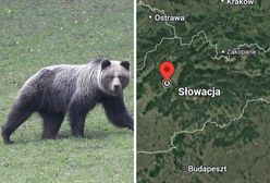 Słowak natknął się na niedźwiedzicę z młodymi. Doszło do ataku