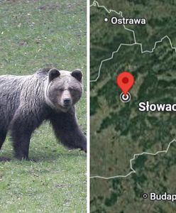 Słowak natknął się na niedźwiedzicę z młodymi. Doszło do ataku