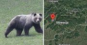 Słowak natknął się na niedźwiedzicę z młodymi. Doszło do ataku