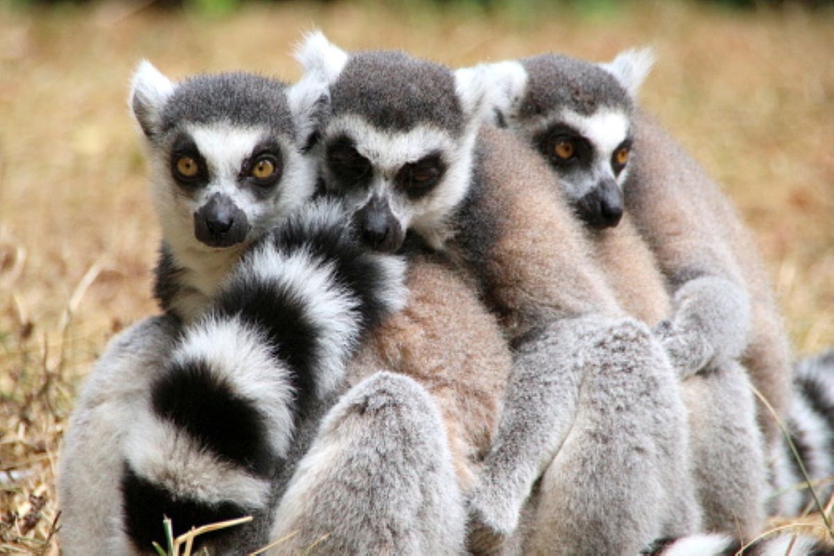 Lemury znalazły się na skraju wyginięcia. Współwinnym jest "Król Julian"