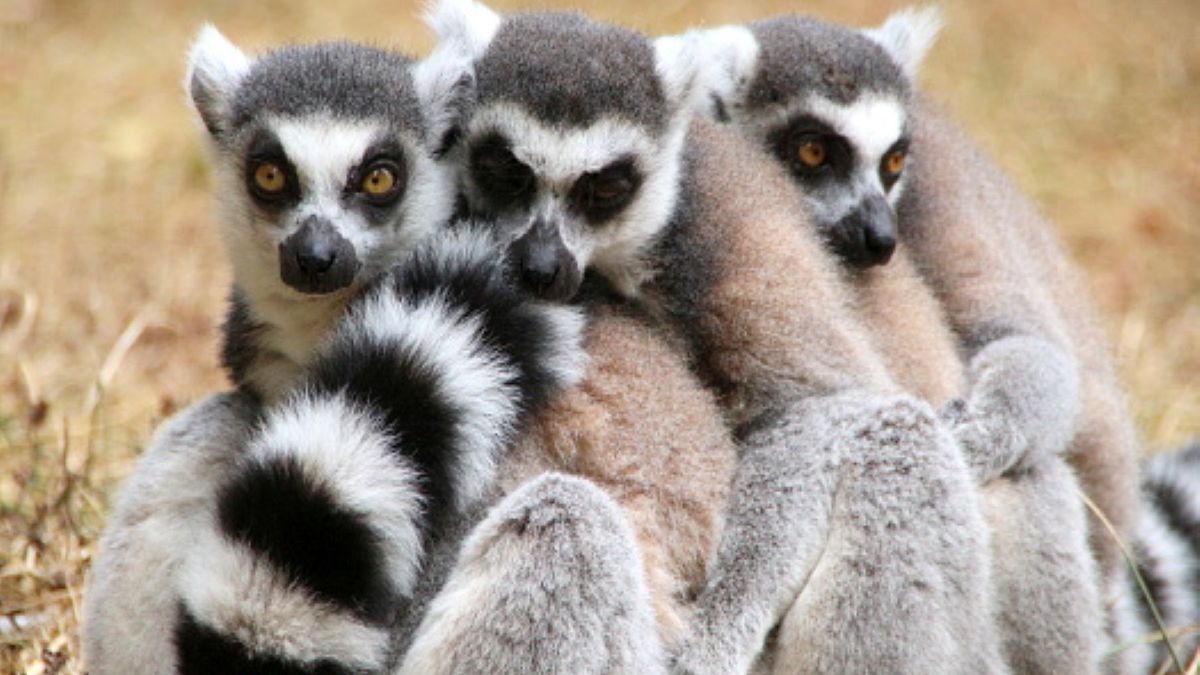 Populacja lemurów uległa gwałtownemu zmniejszeniu. Dane są alarmujące 