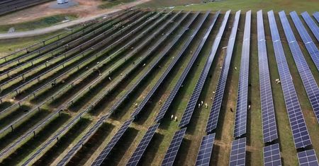 Postawili je koło farmy solarnej w USA. Teraz stanowią "żywą barierę"