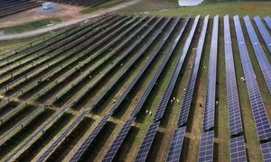 Postawili je koło farmy solarnej w USA. Teraz stanowią "żywą barierę"