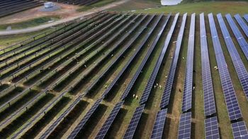 Postawili je koło farmy solarnej w USA. Teraz stanowią "żywą barierę"