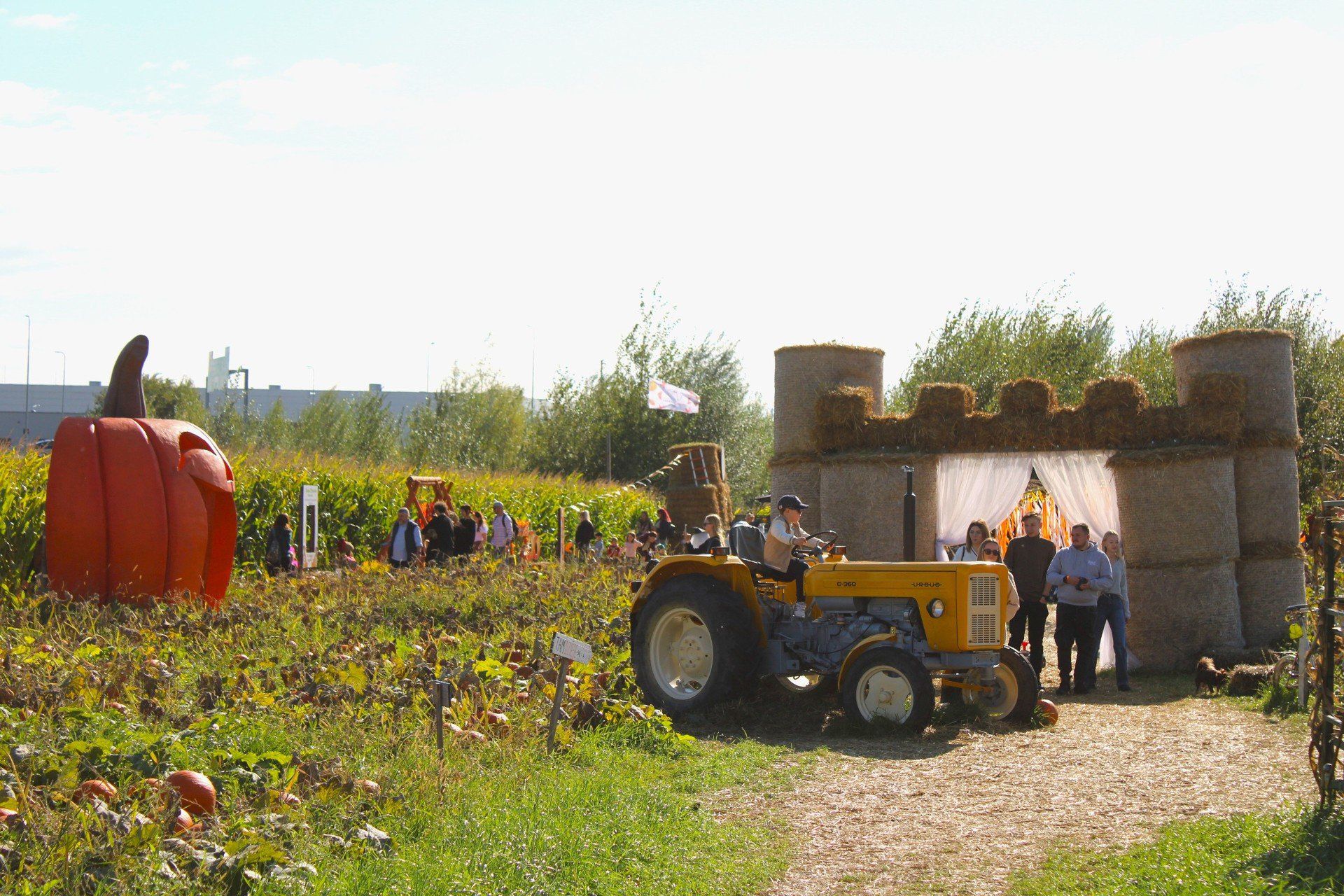 Farma Dyniowa w Modlnicy w gminie Wielka Wieś