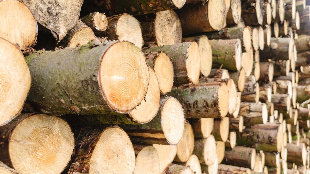 Drewno w Rosji trafia do UE przez Chiny. Oto skala procederu