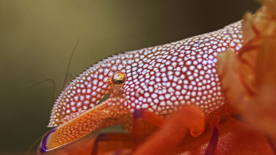 Hexabranchus sanguineus - ślimak nazywany "hiszpańską tancerką"