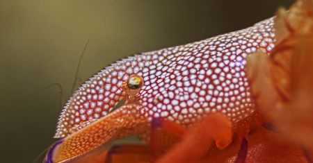 "Hiszpańska tancerka". Niezwykły ślimak zauważony na australijskiej plaży
