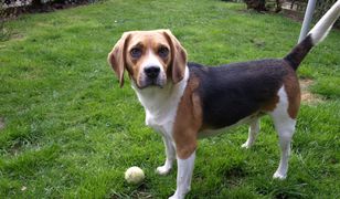 Pastwili się nad psem, miał związane jądra trytką. "Ta interwencja zmroziła nam krew w żyłach"