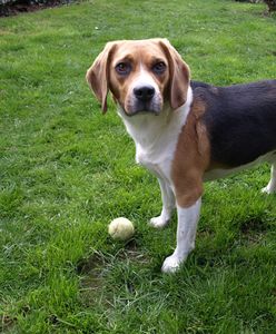 Pastwili się nad psem, miał związane jądra trytką. "Ta interwencja zmroziła nam krew w żyłach"