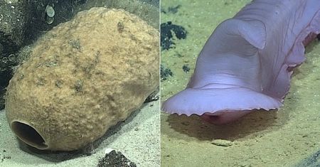 Czają się w głębinach. Niesamowite stwory z dna oceanu