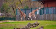 Od ponad 30 lat jest dyrektorem gdańskiego ZOO. "Nie miałem pojęcia, na co się piszę"