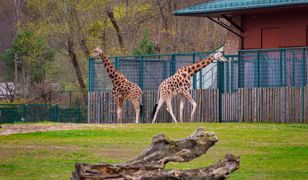 Od ponad 30 lat jest dyrektorem gdańskiego ZOO. "Nie miałem pojęcia, na co się piszę"