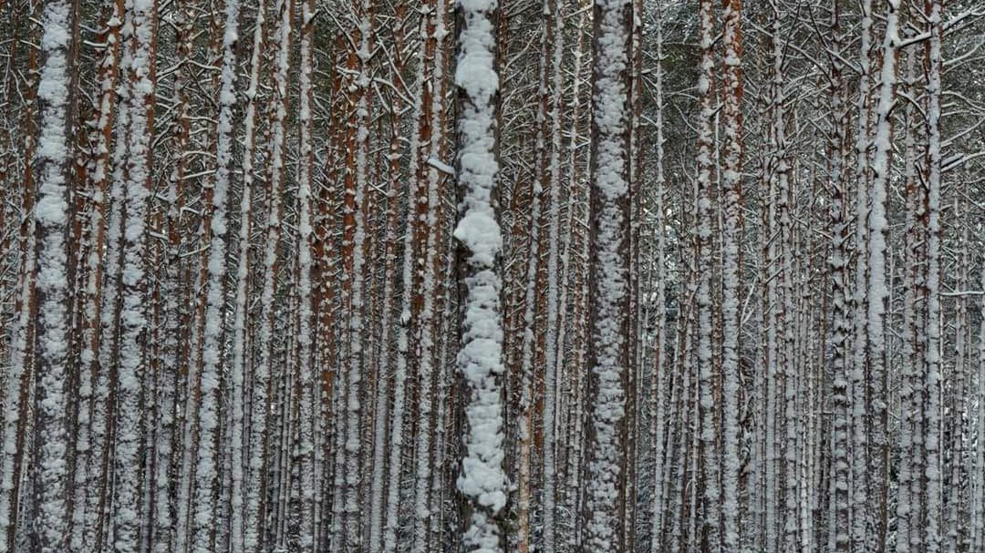 Leśnicy zadali zagadkę co widać na zdjęciu. Tylko nieliczni umieli odpowiedzieć
