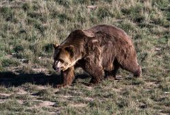 Oko w oko z niedźwiedziami w Tatrach. Spotkała je na popularnym szlaku